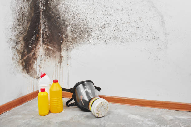 Crawl Space Mold Removal in Coal Fork, WV