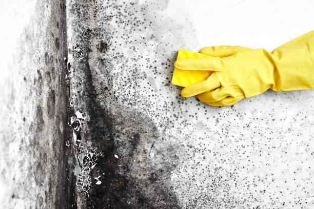 Best Local Mold Removal Service  in Coal Fork, WV