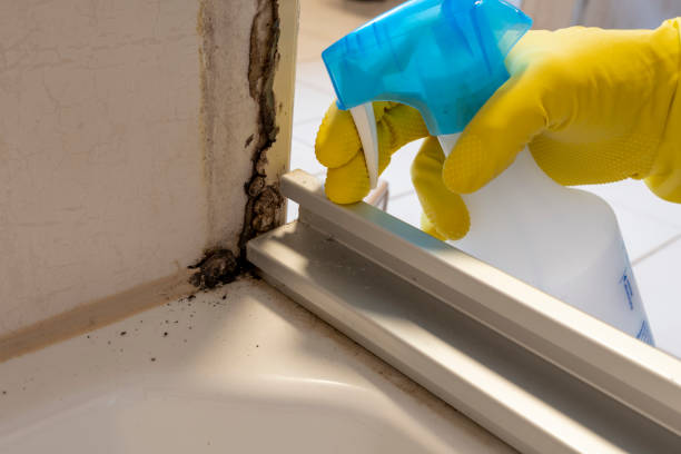 Best Mold Removal Company Near Me  in Coal Fork, WV