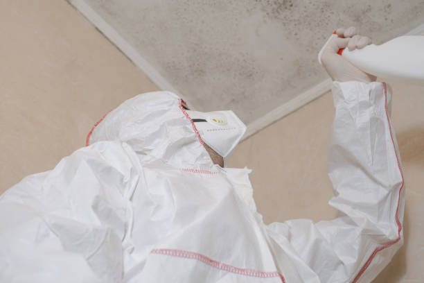 Best Professional Mold Removal  in Coal Fork, WV