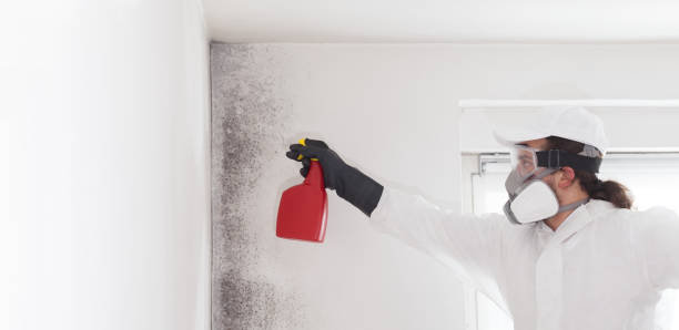 Best Mold Damage Repair  in Coal Fork, WV