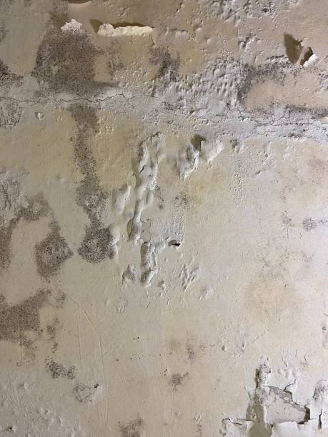 Best Mold Remediation  in Coal Fork, WV