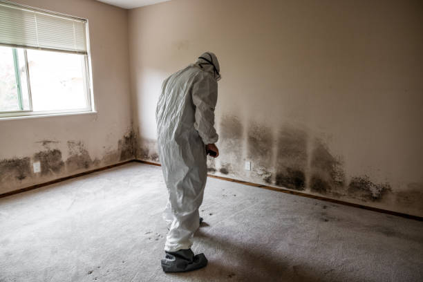 Best Commercial Mold Removal  in Coal Fork, WV