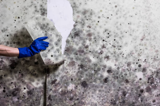 Best Residential Mold Removal  in Coal Fork, WV