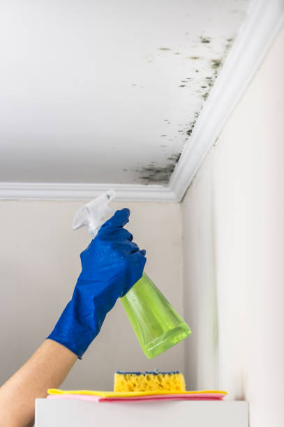 Best Fast Mold Removal  in Coal Fork, WV