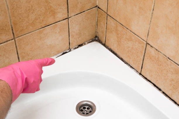 Best Black Mold Removal  in Coal Fork, WV